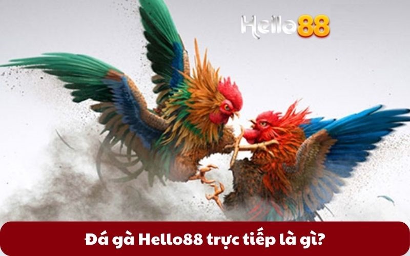 Đá gà Hello88 trực tiếp là gì?