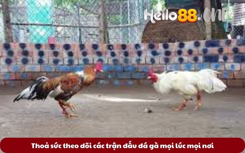 Thoả sức theo dõi các trận đấu đá gà mọi lúc mọi nơi